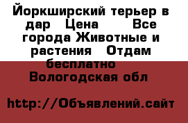 Йоркширский терьер в дар › Цена ­ 1 - Все города Животные и растения » Отдам бесплатно   . Вологодская обл.